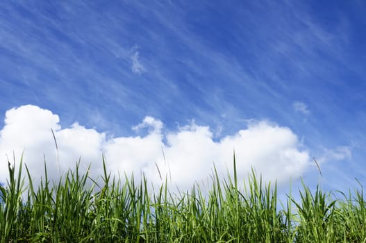 Green grass with blue sunny sky background.