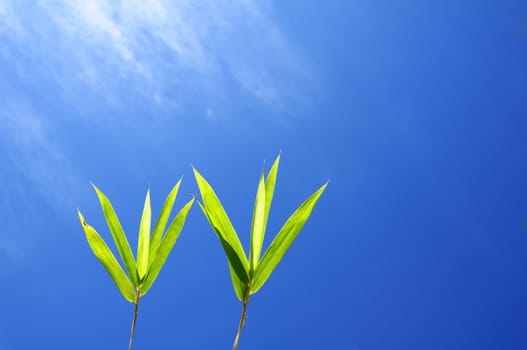 Bamboo leaves with sunny blue sky and streaming cloud in the background.