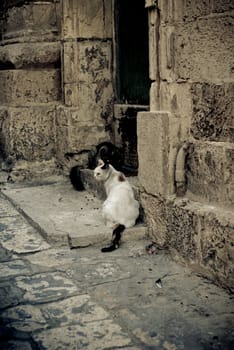 Two cats hiding against the heat on one of the narrow streets of Malta