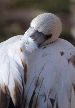 The wing of a flamingo beak poking and sleeping.
