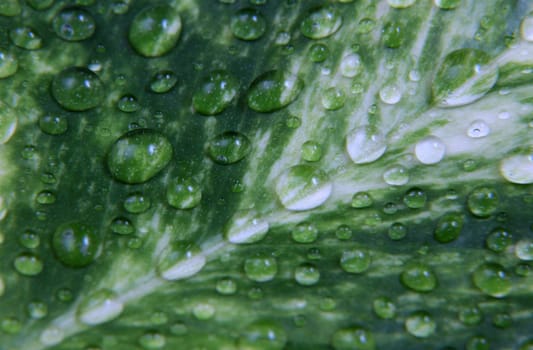 Leaves after the rain of water droplets.