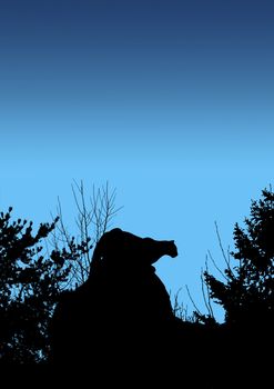 Black silhouette of cougar stalking prey from a big boulder rock on top of a mountain in the early morning or night.