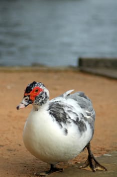 white australian duck with grey feathers, red spot around eyes
