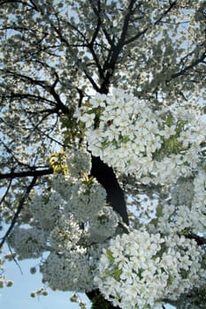 spring flower tree detail, white flowers, clear sky