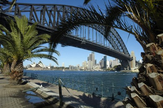 opera house and sydney cbd framed with harbour bridge, palms in foreground