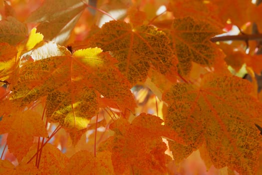 Abstract view of several sun lit orange and green leaves