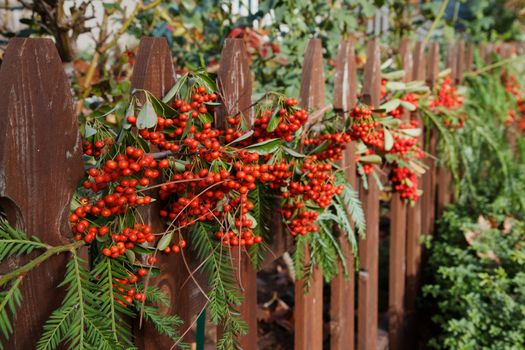Red berry and fir branches decorated wood fence in diminishing perspective