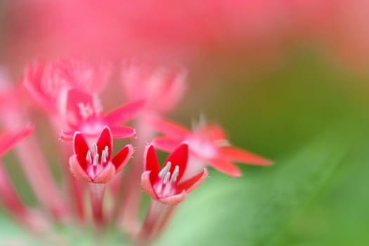 red flower