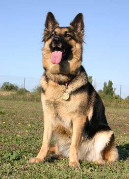 purebred german shepherd