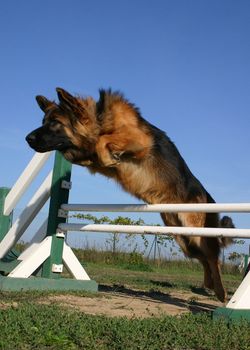 jumping german shepherd