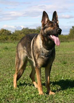 purebred german shepherd