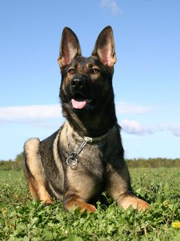 purebred german shepherd