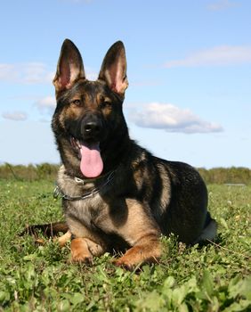 purebred german shepherd