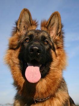 purebred german shepherd