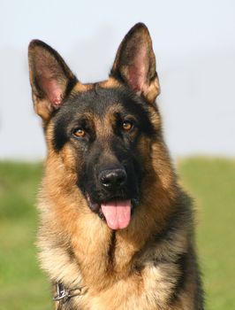 purebred german shepherd