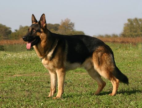 purebred german shepherd