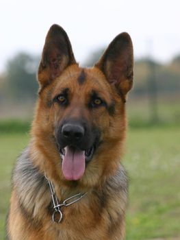 purebred german shepherd