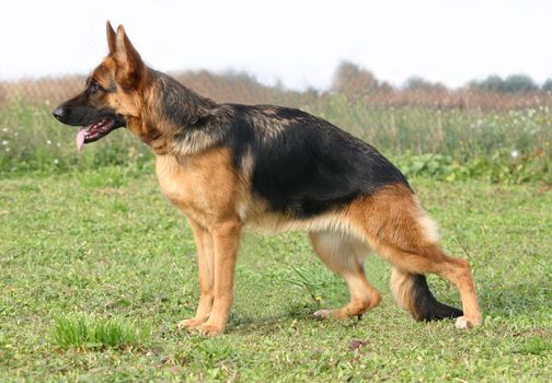 purebred german shepherd