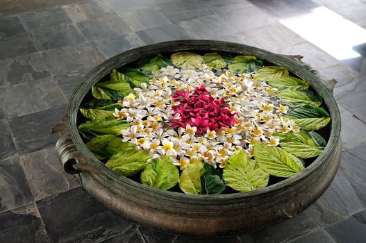 Colorful Frangipani flowers in a bowl of water