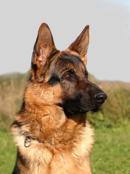 purebred german shepherd