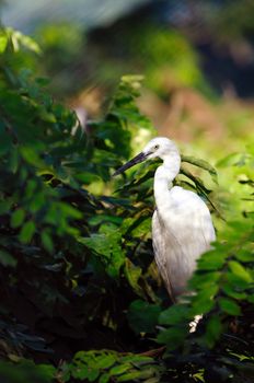 Greate intermediate egret at a locl zoo