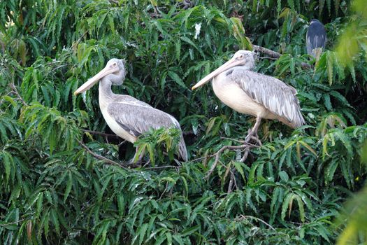 Two spot billed pelicans resting on the top of a tree