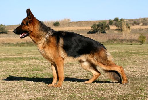 purebred german shepherd