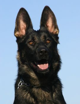 purebred german shepherd