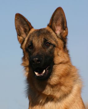 purebred german shepherd