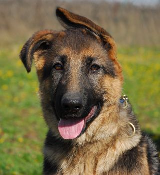 very young puppy purebred german shepherd