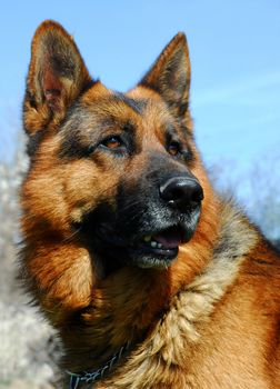 purebred german shepherd