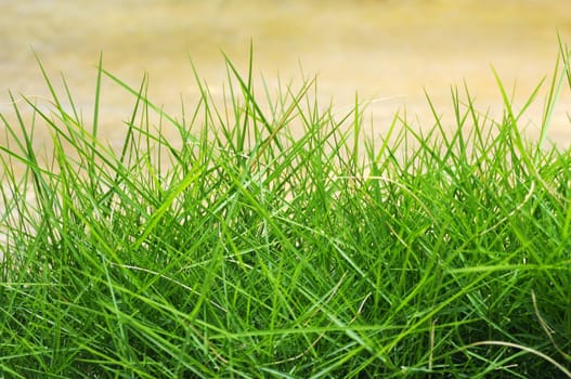 Green summer grass background.