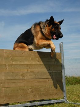 jumping german shepherd