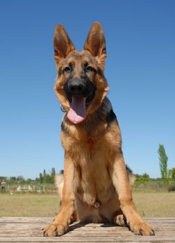 very young puppy purebred german shepherd