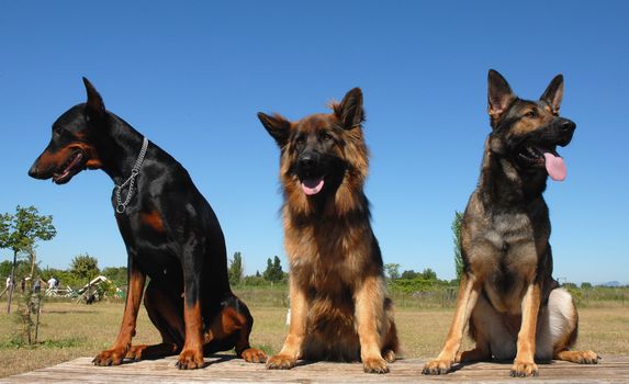 three dogs