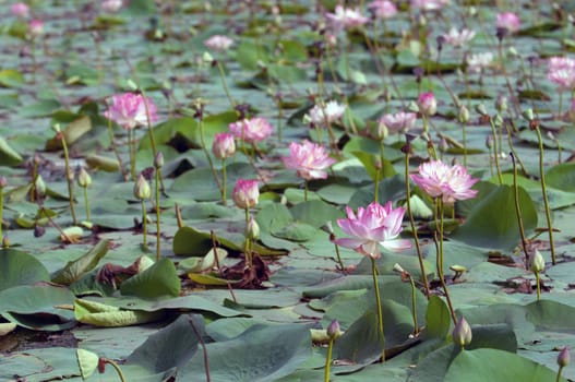 Pink lotus flowerat full bloom in a pond