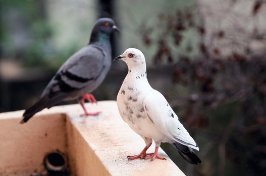 A white and a dark pigeon standing opposite sides