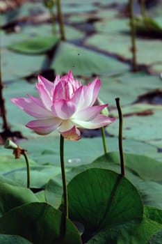 Lotus flower in  full bloom at a local pond