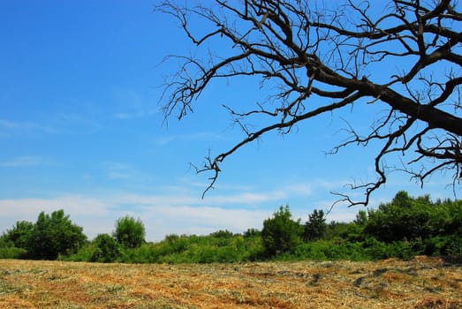 scenic rural landscape with old dead tree branch over blue sky in Serbia