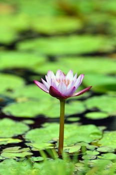 Pink  Lily in full bloom at  a local pond