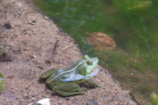 Green frog floating in the water