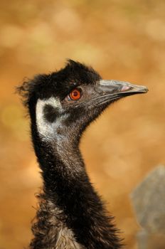 Head shot of ostrich at a local zoo