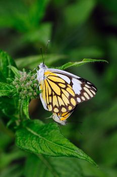 Two beautiful yellow butterflies mating at a local garden