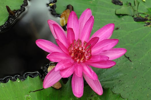 Close up photo of a beautiful pink water lily