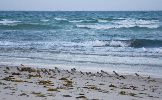 sea