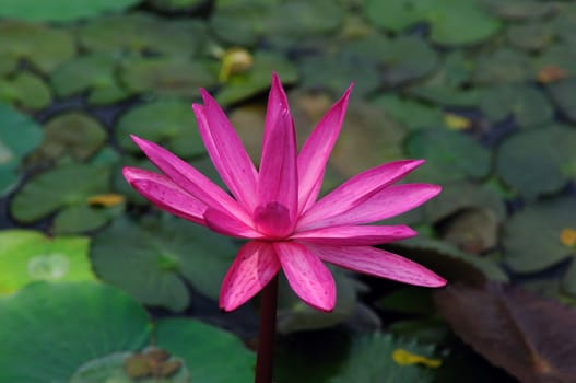 Pink lily at a local pond in full bloom