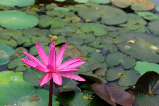 dragon flies mating on a pink lily