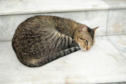 A Cute cat taking rest at the doorsteps