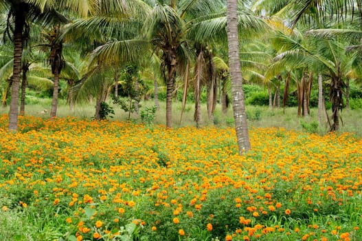 A beautiful garden with Palm trees and yellow flowers
