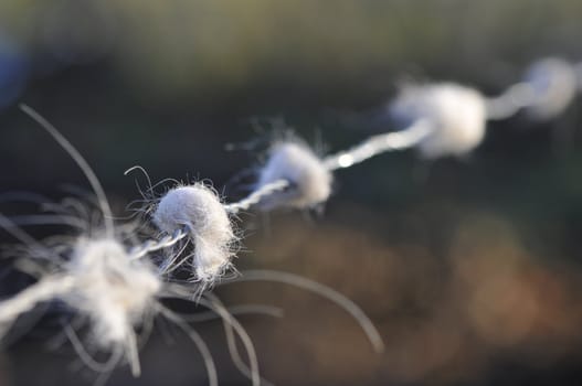 Close-up on barbed wire with some pieces of white coat